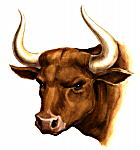 mzlonghorn