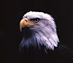 eagle_eye70