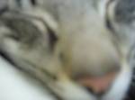 dukatimonkey