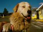 collfordogs