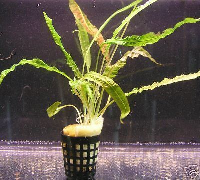 Genoppter Wasserkelch / Cryptocoryne balansae  