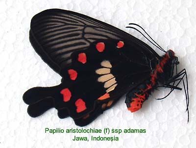 Butterfly/Unmounted/Papilio aristolochiae(f) ssp adamas  