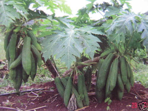 SEED OF NEW HYBRID SHORT DWARF PAPAYA FRUIT RARE  