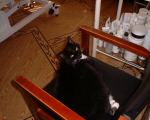 dave50cat