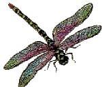 lilac_dragonfly