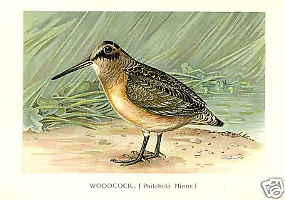 ORIG.CHROMO PRINT WOODCOCK, c 1910?  