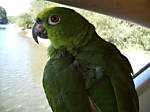 parrotsgreen