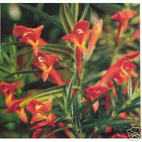 Columnea Linearis Plant  