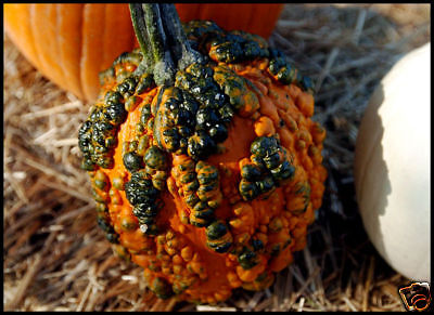 Knucklehead Pumpkin, Hard to get Superfreak Seeds  